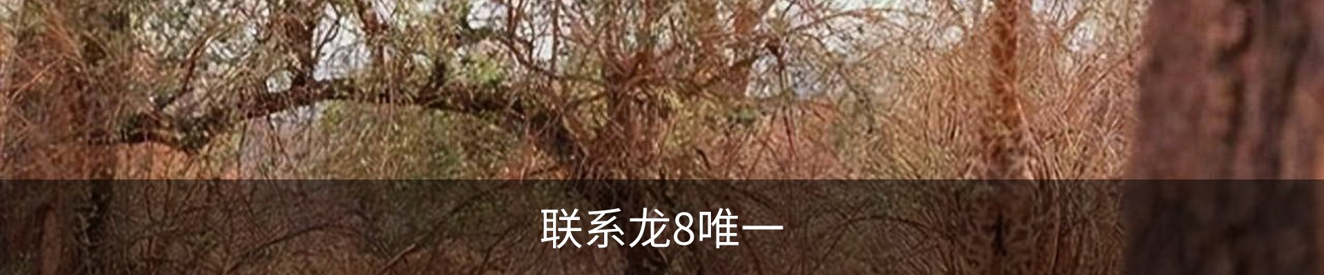 联系龙8唯一